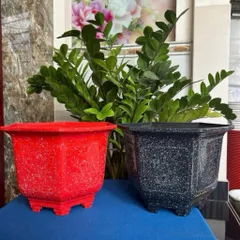 Combo 10 Chậu Nhựa Lục Giác Mai Đỏ