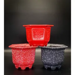 Combo 5 Chậu Mai 160