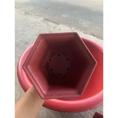 Combo 5 Chậu Mai 160