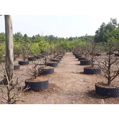 Bầu ươm cây V6 đủ kích thước nguyên xấp dài 50 met tặng kèm ốc vít theo