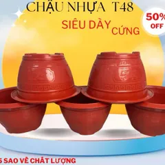 Combo 10 chậu Chậu nhựa trồng cây Phúc lộc thọ T48,kích thước 46x23cm, chậu trồng hoa cây cảnh quất đào tết