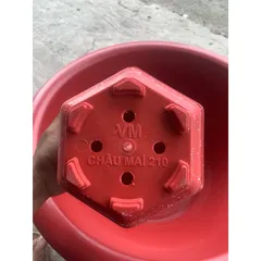 Combo 5 Chậu Mai lục giác 210