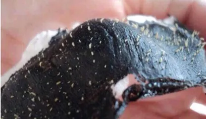 Mặt nạ lột mụn bọc, mụn cám, mụn đầu đen Black Mask 792729