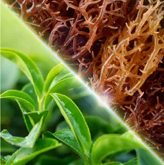 TP BVSK Nutrilite GreenTrim 795882