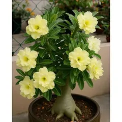 Hạt giống hoa sứ kép Thái Lan màu vàng chanh - Bịch 10 hạt – Mã 1959
