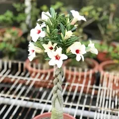 Hạt giống hoa sứ kép Thái Lan thân xoắn - Bịch 10 hạt – Mã 1801