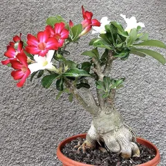 Hạt giống hoa sứ kép Bonsai ghép 2 màu đỏ, trắng - Bịch 10 hạt – Mã 1792