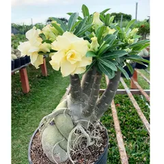 Hạt giống hoa sứ kép Thái Lan Bonsai màu vàng - Bịch 10 hạt – Mã 1796