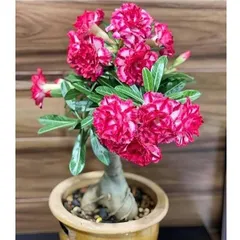 Hạt giống hoa sứ kép Thái Lan màu hồng thiên vương - Bịch 10 hạt – Mã 1697