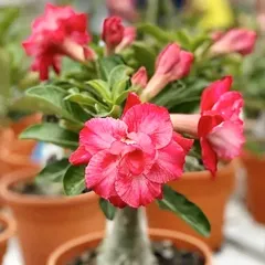 Hạt giống hoa sứ kép Thái Lan thân lùn hoa đỏ - Bịch 10 hạt – Mã 1760