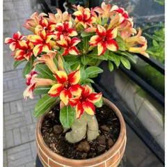 Hạt giống hoa sứ kép Thái Lan cánh tiên màu đỏ vàng cánh nhọn - Bịch 10 hạt – Mã 1587