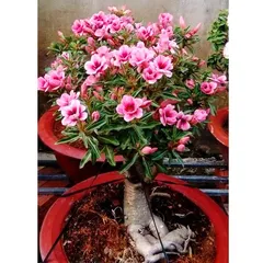 Hạt giống hoa sứ kép Thái Lan mix 2 màu - Bịch 10 hạt – Mã 1596 798642