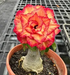 Hạt giống hoa sứ kép Thái Lan thiên vương màu cam vàng cánh to nhiều tầng - Bịch 10 hạt – Mã 1595