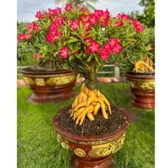Bịch 10 hạt giống hoa sứ Tawain 5 cánh màu hồng kỳ duyên – Mã 1363
