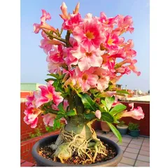 Hạt giống hoa sứ Taiwan ghép cánh to nhiều tầng thiên nga trắng hồng - Bịch 10 hạt – Mã 1286