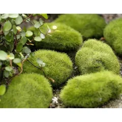Đá phủ rêu xanh mô phỏng kích thước thước 10cm - trang trí tiểu cảnh