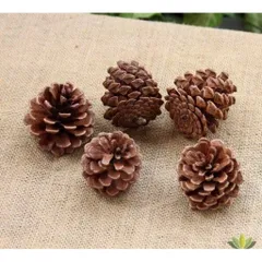 Combo 10 quả thông rừng khô trang trí ,khuếch tán tinh dầu,mài răng hamter