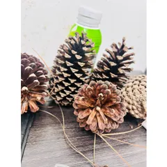 Combo 10 quả thông rừng khô trang trí ,khuếch tán tinh dầu,mài răng hamter
