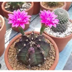 🌵 Xương rồng Gymnocalycium mini độc lạ – cây sống khỏe, dễ chăm