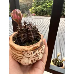 🌵 Xương rồng Gymnocalycium mini độc lạ – cây sống khỏe, dễ chăm