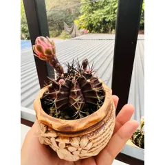 🌵 Xương rồng Gymnocalycium mini độc lạ – cây sống khỏe, dễ chăm