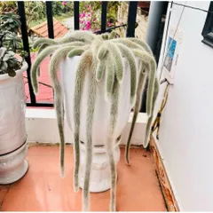 Xương rồng đuôi cáo 1 nhánh