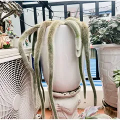 Xương rồng đuôi cáo 1 nhánh