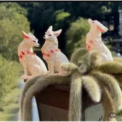Xương rồng đuôi cáo 1 nhánh
