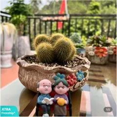 Chậu Cây Xương Rồng Bóng Vàng bụi– Chậu Gốm Decor Bàn Làm Việc, Bàn Học