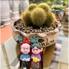 chậu xương rồng bóng vàng bụi đẹp