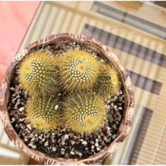 chậu xương rồng bóng vàng bụi đẹp