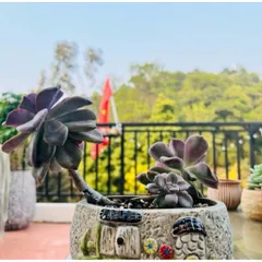 Chậu gốm trồng cây hoa văn nổi chất lựng cao, kích thước 16*12*8cm