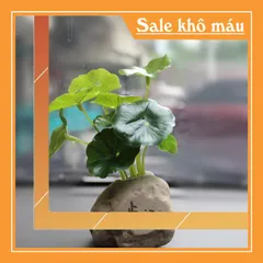 Bộ 04 chú tiểu áo lam ngồi lá sen kèm chậu cây trang trí