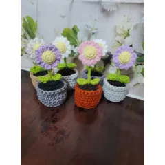 Chậu hoa len cúc họa mi dùng làm quà tặng, trang trí bàn làm việc