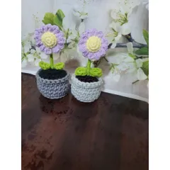 Chậu hoa len cúc họa mi dùng làm quà tặng, trang trí bàn làm việc