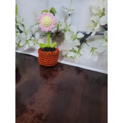 Chậu hoa len cúc họa mi dùng làm quà tặng, trang trí bàn làm việc