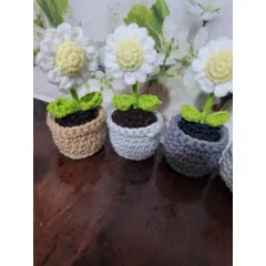 Chậu hoa len cúc họa mi dùng làm quà tặng, trang trí bàn làm việc