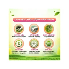 combo 4 hộp trà kim tiền thảo râu mèo 801639