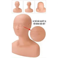 Đầu canh học massage cổ vai gáy (Có điểm bấm huyệt). Canh Lưng Silicon MC