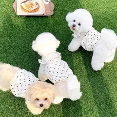 Váy chấm bi trắng kem (Tặng kẹp nơ) - Áo, váy cho chó mèo, thú cưng - Ziềng iu Petshop