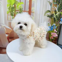 Váy hoa nhí cổ bèo (Tặng kẹp nơ) cho thú cưng - Áo, váy cho chó mèo, thú cưng - Ziềng iu Petshop