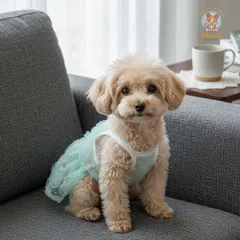 Váy Ren Kiêu Sa (Tặng kẹp nơ) cho thú cưng - Áo, váy cho chó mèo, thú cưng - Ziềng iu Petshop