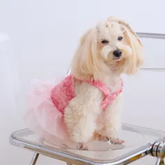 Váy Nàng Thơ Pink Rosette (Tặng kẹp nơ xinh) - Áo, váy cho chó mèo, thú cưng - Ziềng iu Petshop