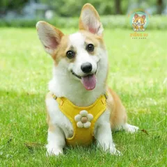 Dây dắt cúc họa mi - Dây dắt cho chó mèo, dây dắt thú cưng - Ziềng iu Petshop