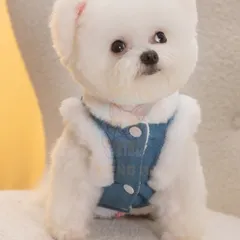 Áo vest gấu vàng xanh cho Pet, áo bò denim cho chó mèo - Áo cho chó mèo, thú cưng - Ziềng iu Petshop