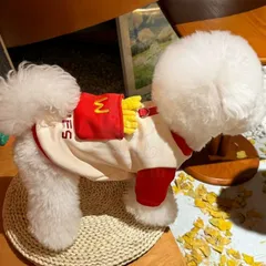 Áo khoai tây chiên W - Áo cho chó mèo, thú cưng - Ziềng iu Petshop