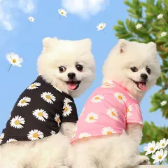 Áo thun hoa cúc G-Dragon - Blackpink - Áo, váy cho chó mèo, thú cưng - Ziềng iu Petshop