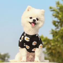 Áo thun hoa cúc G-Dragon - Blackpink - Áo, váy cho chó mèo, thú cưng - Ziềng iu Petshop