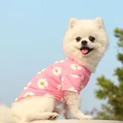 Áo thun hoa cúc G-Dragon - Blackpink - Áo, váy cho chó mèo, thú cưng - Ziềng iu Petshop