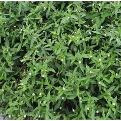 Cây Cỏ Mực, Nhọ Nồi 1kg tươi hoặc khô, làm đen tóc, kích thích mọc tóc, chống rụng tóc, mát gan, kháng khuẩn